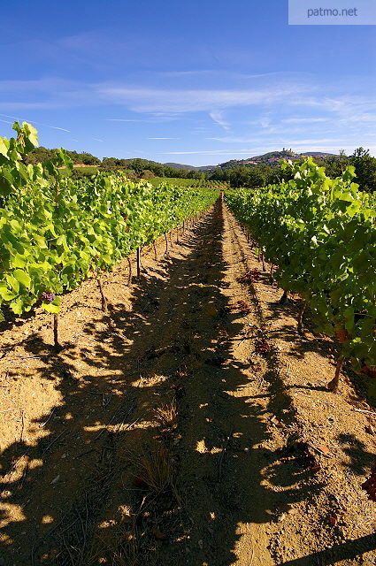 Photographie de vignes