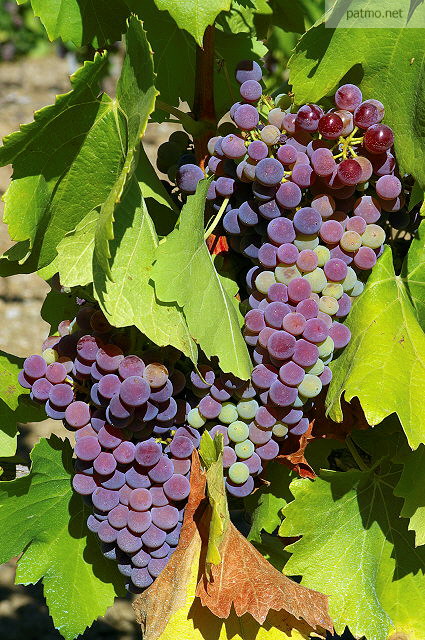 Photo de grappes de raisins