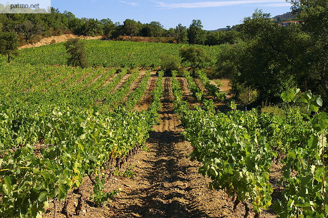 Paysage de vignes