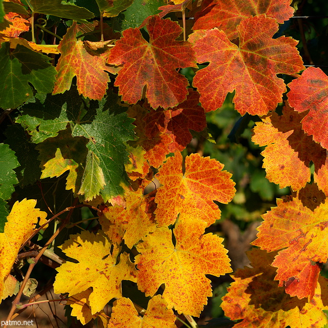 Photograph of colorful vines leaves in autumn