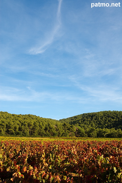 Photo du vignoble de provence en automne - Massif des Maures