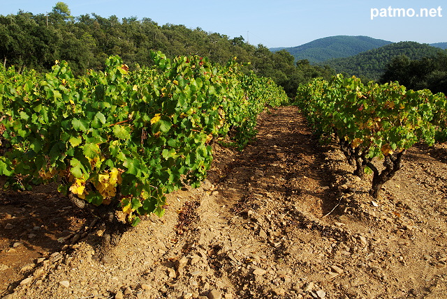 Photographie de ranges de vignes dans le Massif des Maures