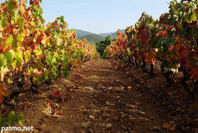 Photo de vignes avec des couleurs d'automne