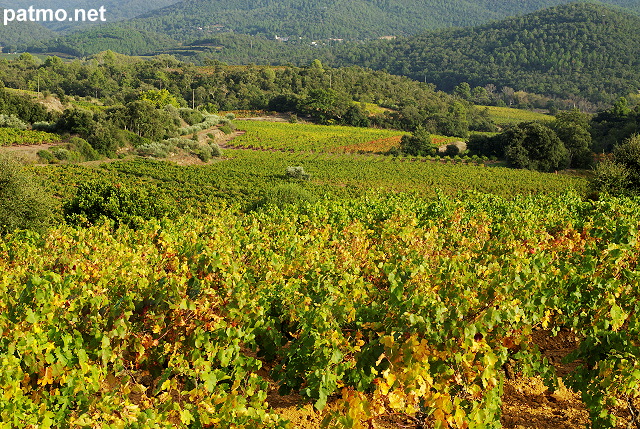 Photo de champs de vignes en automne - Collobrieres - Massif des Maures