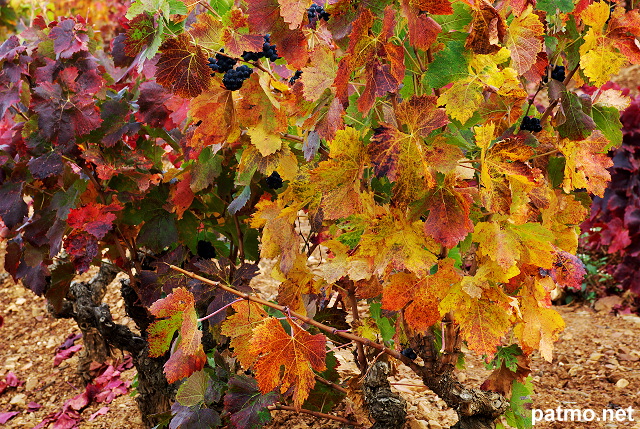 Picture of autumn colors in the vineyard