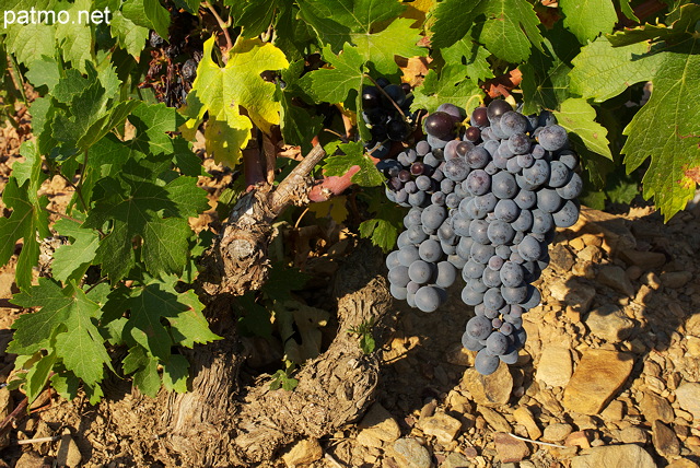 Photographie de grappes de raisin rouge sur un pied de vigne