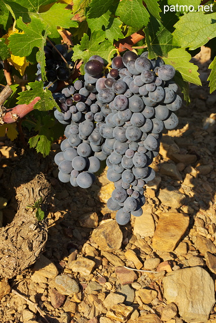 Photos de grappes de raisin rouge sur un pied de vigne