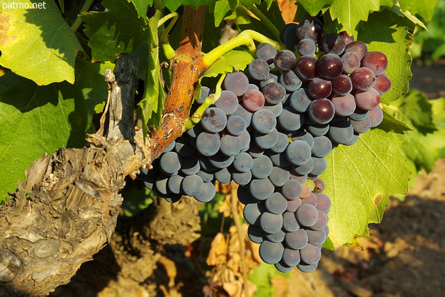 Photo de grappes de raisins rouges sur un pied de vigne