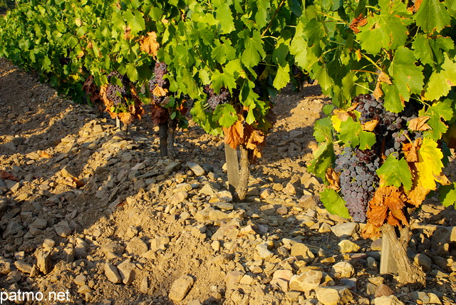 Photographie d'un range de vigne avec des grappes de raisins rouges