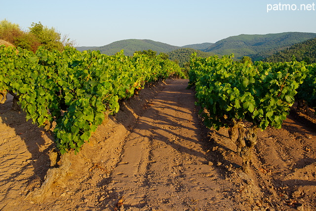 Photo d'un champ de vignes dans le Massif des Maures