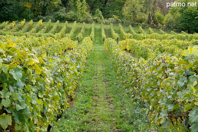 Photographie de ranges de vignes en automne en Haute Savoie.