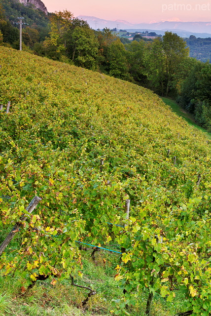 Image d'un champ de vignes au crépuscule