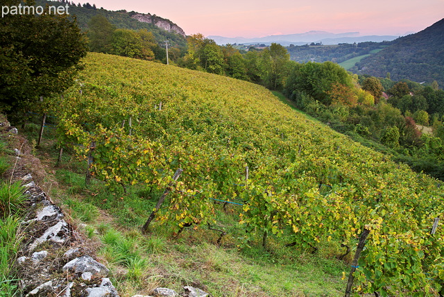 Photographie du vignoble de la Roussette au crpuscule