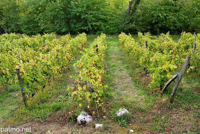 Photo de ranges de vignes en automne au pays de la Roussette