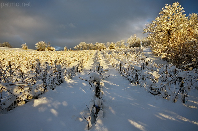 Image of the french vineyard with snow and sun