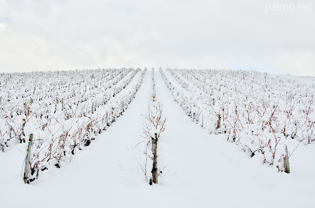 Image du vignoble de la Roussette sous la neige en Haute Savoie