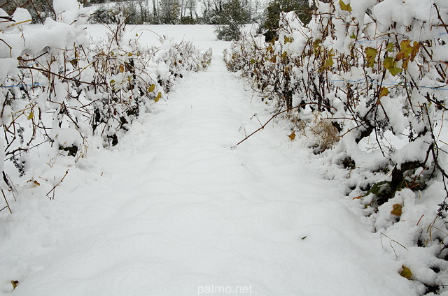 Photo de ranges de vignes sous la neige en Haute Savoie