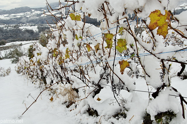 Photo des dernires  feuilles d'automne sur les vignes enneiges