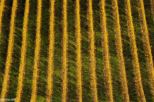 Photographie de ranges de vignes baignes par les derniers rayons du soleil