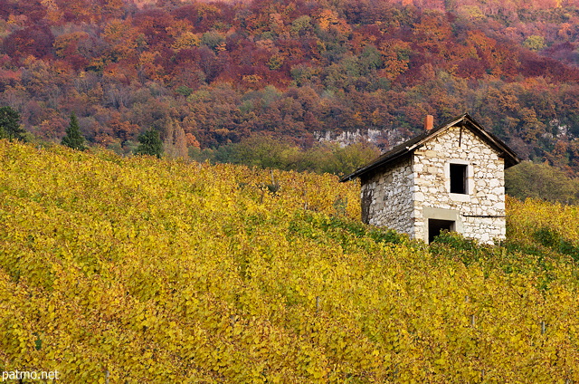 Picture of an old stone cabin in the autumn vineyard. France, Savoie department