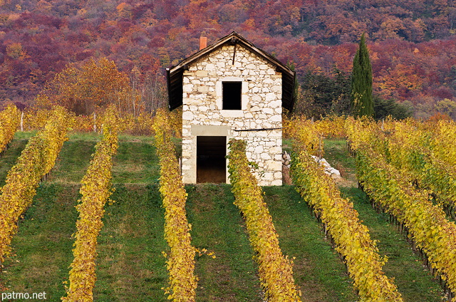Image of autumn in Chautagne vineyard in France