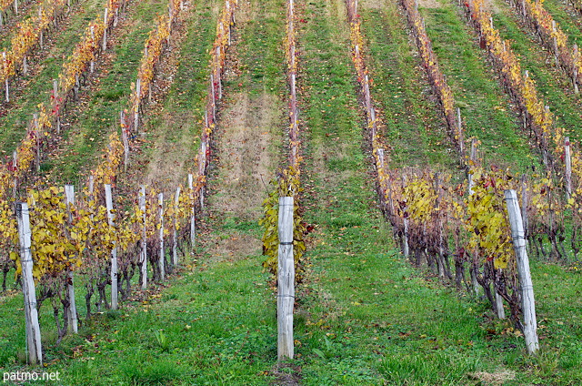 Image de ranges de vigne en automne dans le vignoble de Chautagne