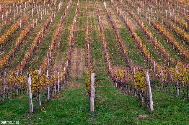 Photo d'un champ de vignes en automne dans le vignoble de Chautagne