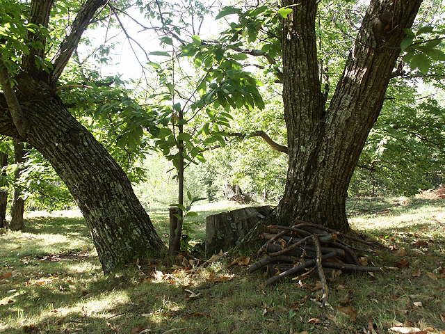 photo de chtaigniers massif des maures