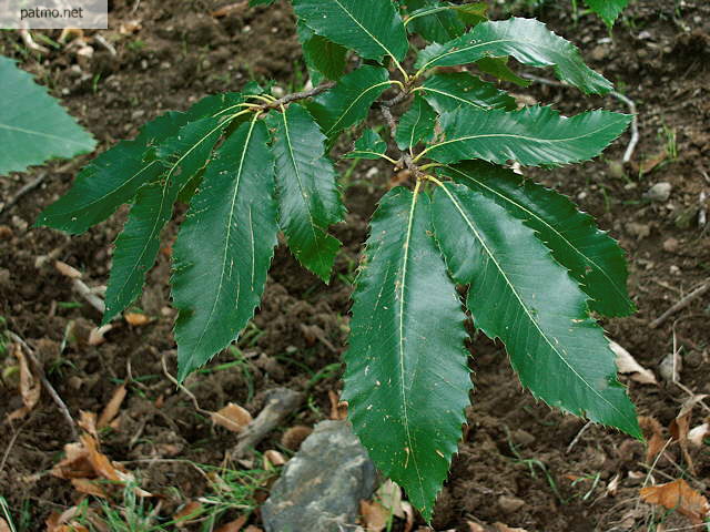 image de feuilles de chataignier