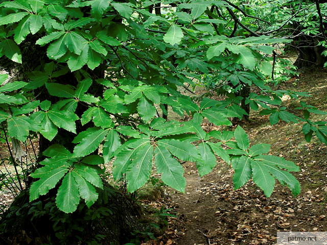 photo de feuilles de chtaignier