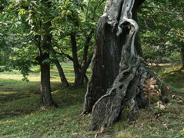 photo d'un tronc de chtaignier