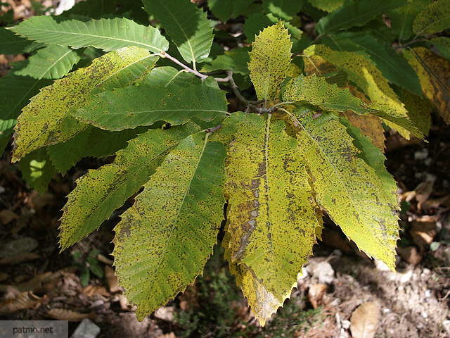 photo de feuilles de chtaignier massif des maures