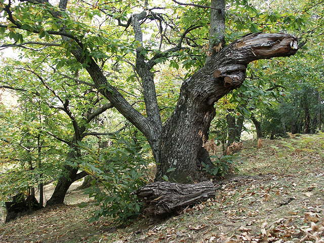 photo des chtaigniers du massif des maures