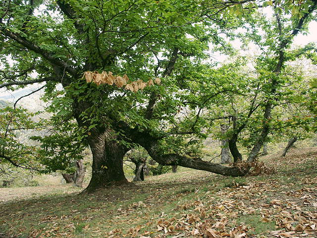 photo de chtaigniers massif des maures