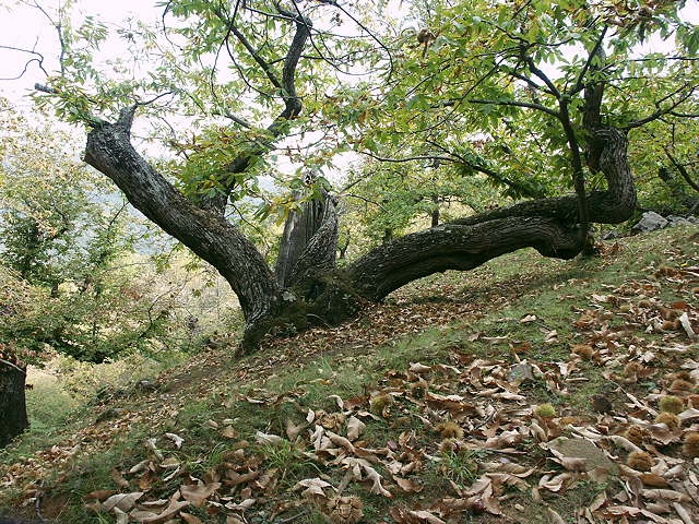 photo de chtaigniers massif des maures