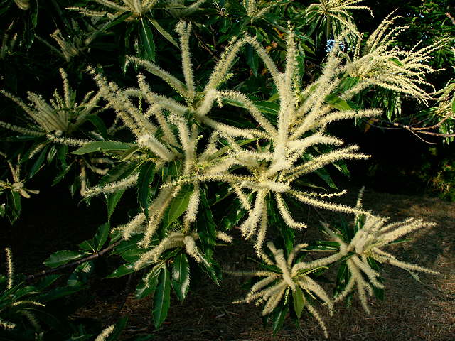 image de fleurs de chtaignier