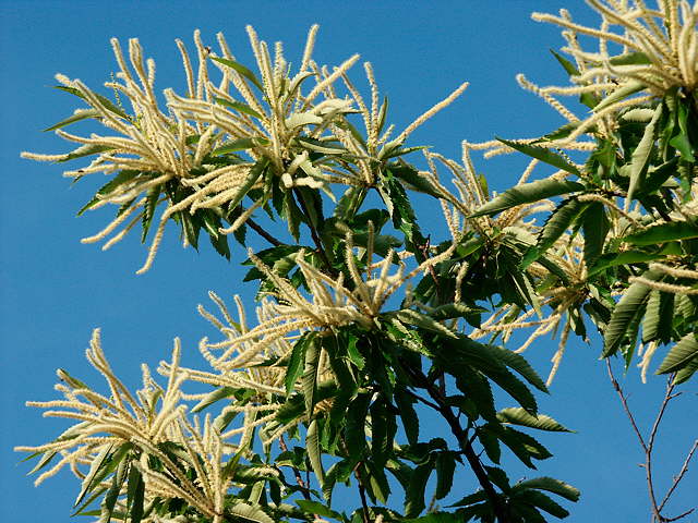 photo de fleurs de chtaignier