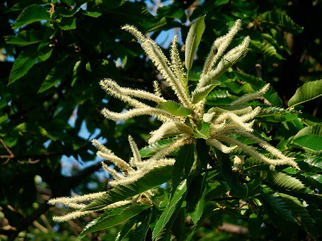 photo de fleurs de chtaignier