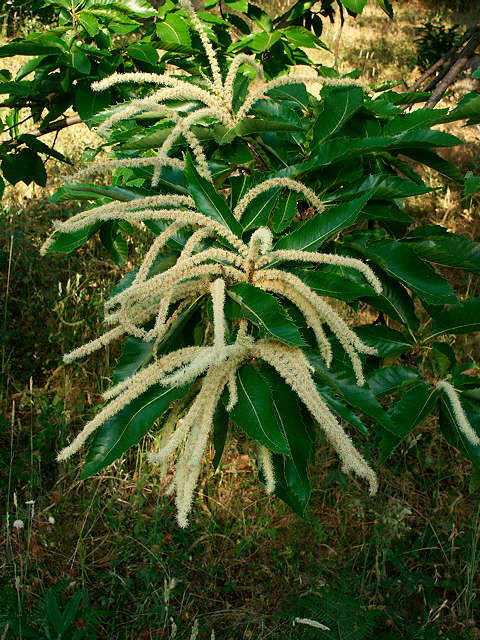 photo de fleurs de chtaignier