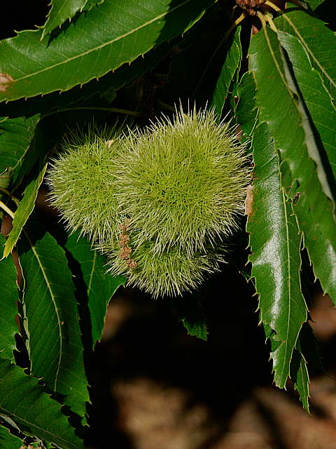 photo de bogues de chtaignier