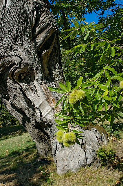 image de bogues de chtaignes