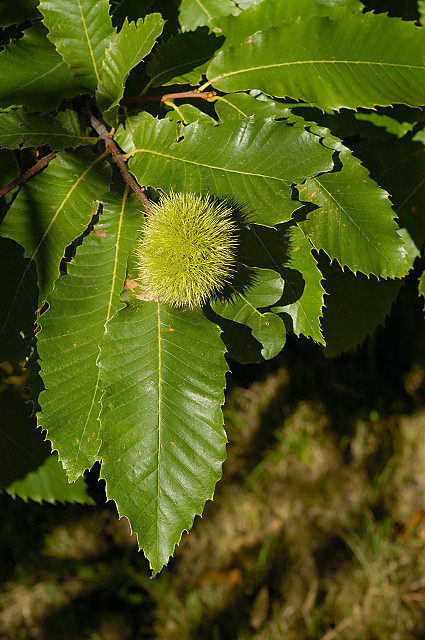 photo de bogues de chataignes