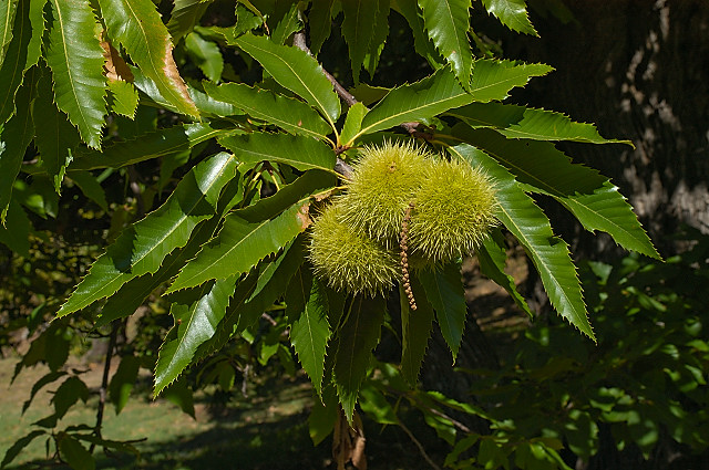 photographie de bogues de chtaignes