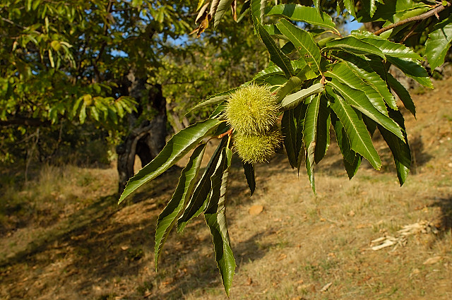 photo de bogues de chtaignes