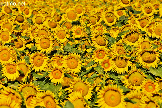 Photographie d'un champ de tournesols prs de Mane dans les Alpes de Haute Provence