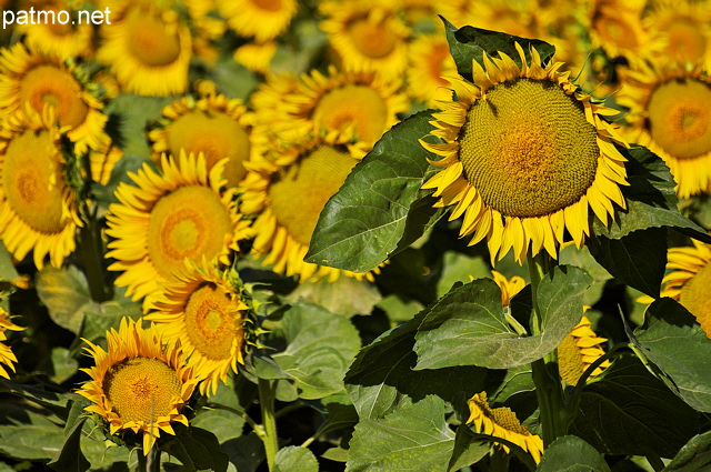 Photo de tournesols dans les Alpes de Haute Provence