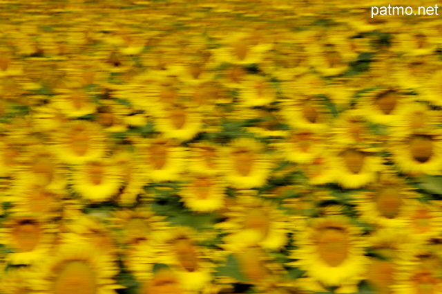 Photo d'un champ de tournesols prs de Mane dans les Alpes de Haute Provence