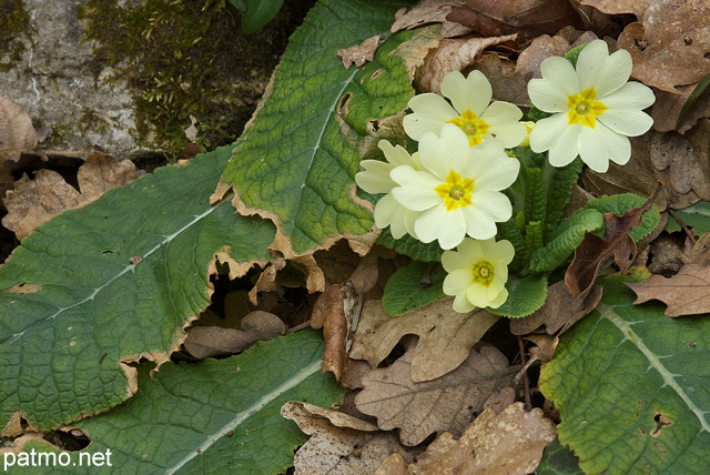 Photo de primevres et de feuilles mortes sur la montagne du Vuache en Haute Savoie