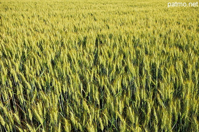 Photo d'un champ de blé en Haute Savoie