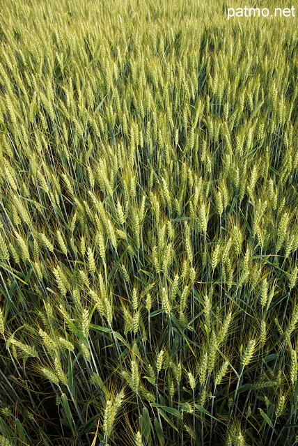 Image d'épis de blé